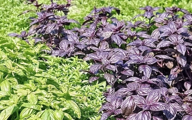 Manjericão roxo é uma erva aromática rica em antioxidantes